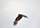 Zwarte wouw (oostelijk) (black-eared kite) Milvus migrans lineatus  - Kharkhorin 15-08-2016 (2)